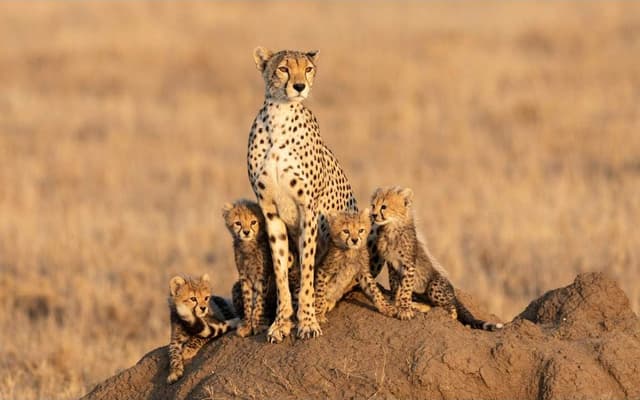 This can be an image taken from Serengeti