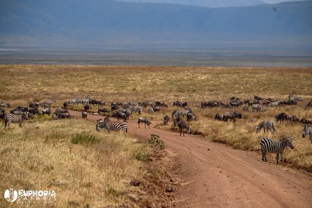 This can be an image taken from Ngorongoro