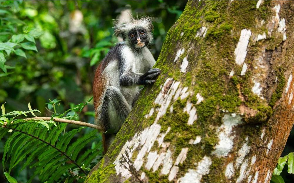 Jozani Forest Red Colobus Trek image