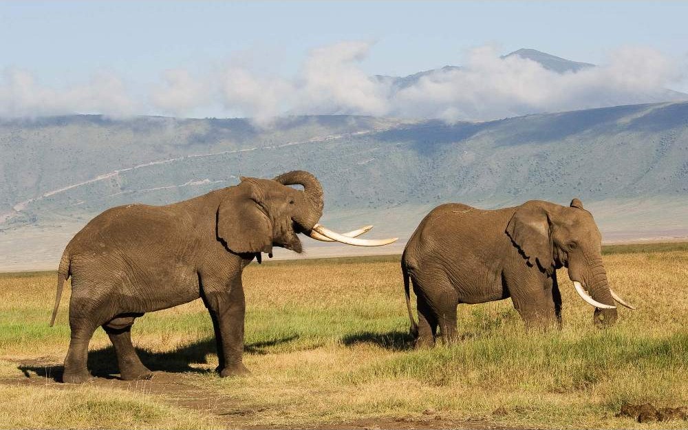 Ngorongoro Crater Full Day Safari image