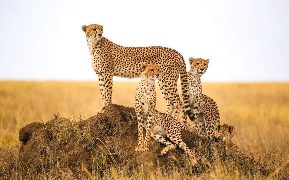 Serengeti Great Migration Safari image